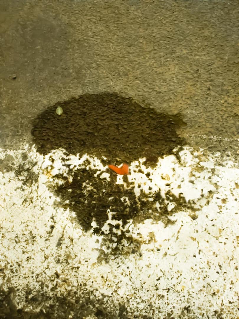 La puce d'eau