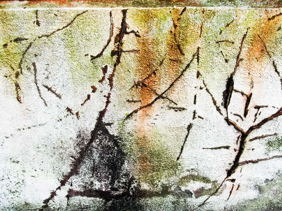 Hiver Japonnais